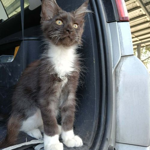 Vends chatons maine coon loof #2