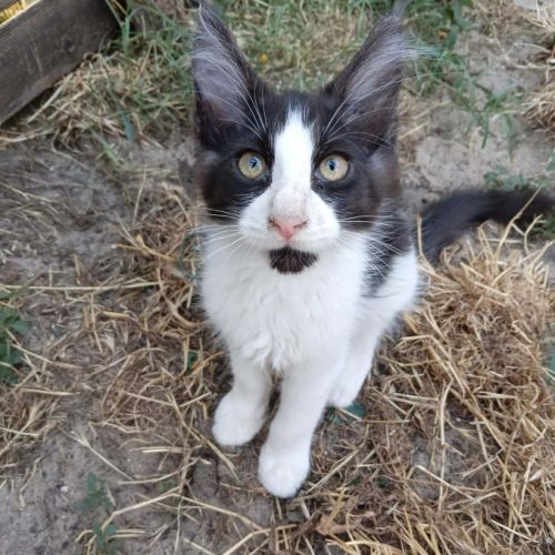 Vends chatons maine coon loof #3