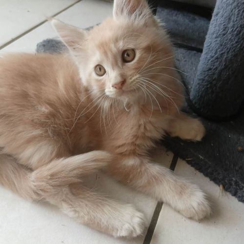 Vends chatons maine coon loof