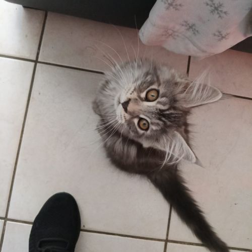 Vends chatons maine coon loof