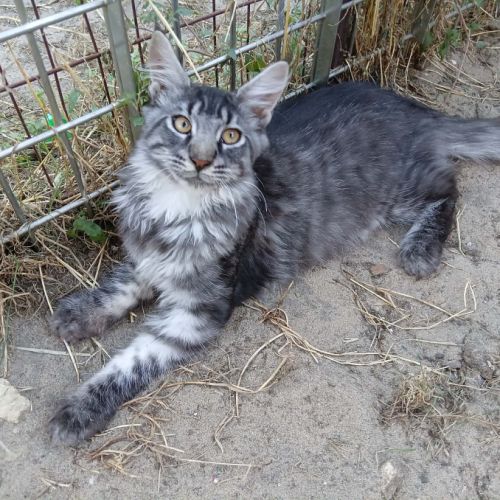 Vends chatons maine coon loof #5