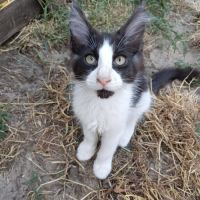 Vends chatons maine coon loof #3