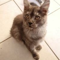 Vends chatons maine coon loof #2