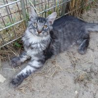 Vends chatons maine coon loof #5