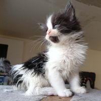 Vends chatons maine coon loof #3