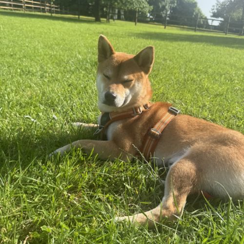 Don shiba inu male 3 ans #0