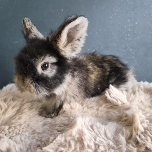 Angora anglais mâle gris garenne à jarres #2