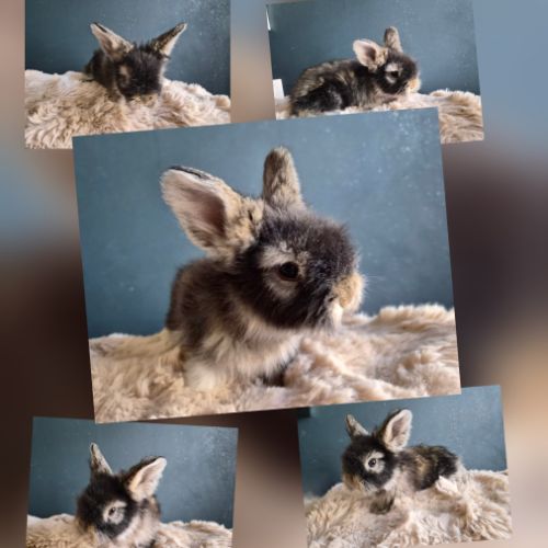 Angora anglais mâle gris garenne à jarres #3