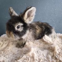 Angora anglais mâle gris garenne à jarres #2