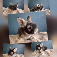 Angora anglais mâle gris garenne à jarres #3