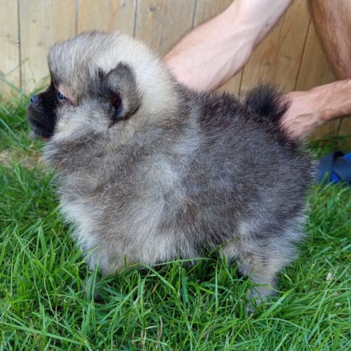 Chiots spitz nains lof