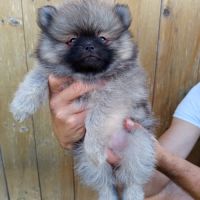 Chiots spitz nains lof #2