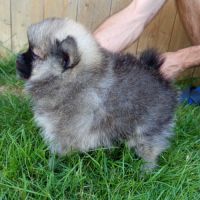 Chiots spitz nains lof
