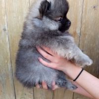 Chiots spitz nains lof #4
