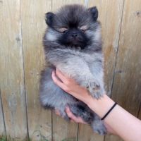 Chiots spitz nains lof #5