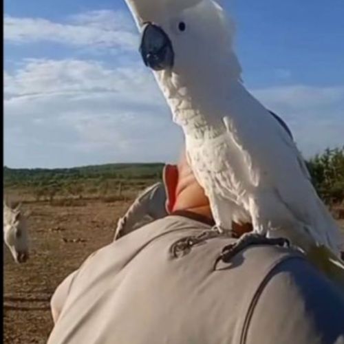 Cherche cacatoès