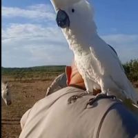Cherche cacatoès
