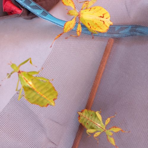 Phasme feuille