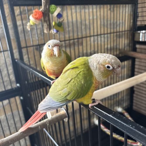 2 conure de malinae (mutation ananas) #2