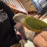 2 conure de malinae (mutation ananas) #3