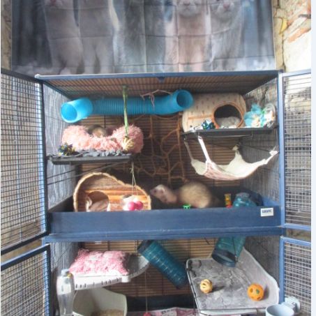 Recherche jeune furet , mâle ou femelle #1