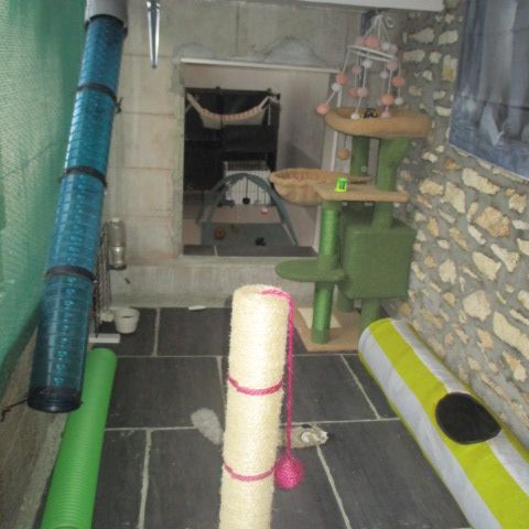 Recherche jeune furet , mâle ou femelle #3