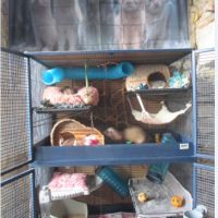 Recherche jeune furet , mâle ou femelle #1