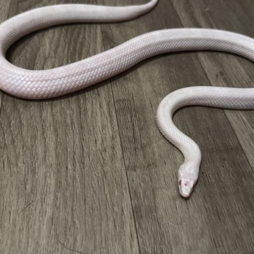 Serpent des blés