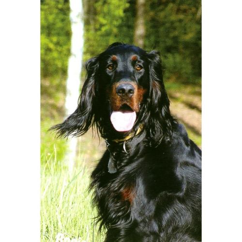 Chiots setter gordon excellentes origines #2