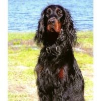 Chiots setter gordon excellentes origines #0