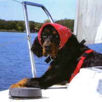 Chiots setter gordon excellentes origines #3