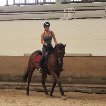 À vendre – pur-sang – 11 ans