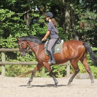 À vendre – pur-sang – 11 ans #4