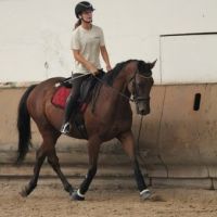 À vendre – pur-sang – 11 ans #1