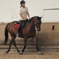 À vendre – pur-sang – 11 ans #3