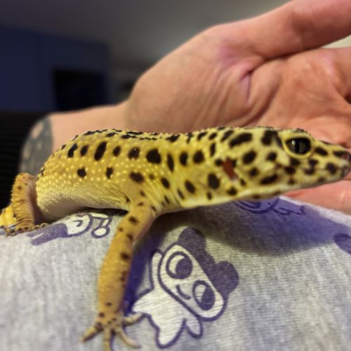 Gecko male