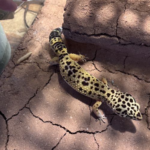 Gecko male #2