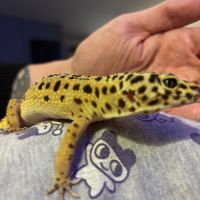 Gecko male #0