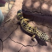 Gecko male #2