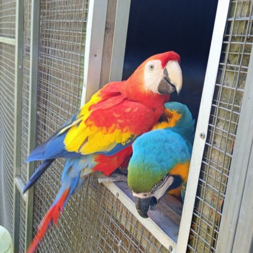 Vend couple ara, mâle ararauna femelle macao