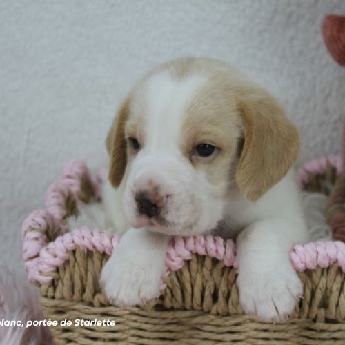 Chiot beagle bicolore lof #1