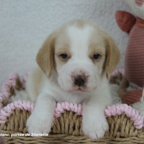 Chiot beagle bicolore lof