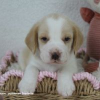 Chiot beagle bicolore lof #0