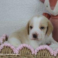 Chiot beagle bicolore lof #3