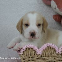 Chiot beagle bicolore lof #4