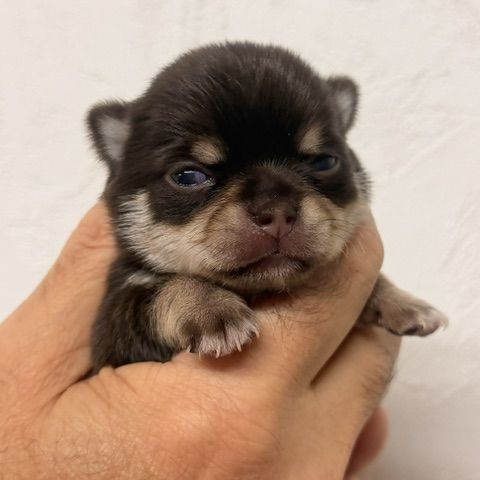 Chihuahua mâle et femelles poil court #2