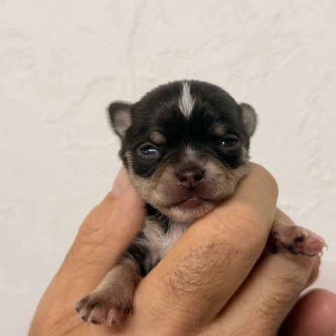 Chihuahua mâle et femelles poil court #3