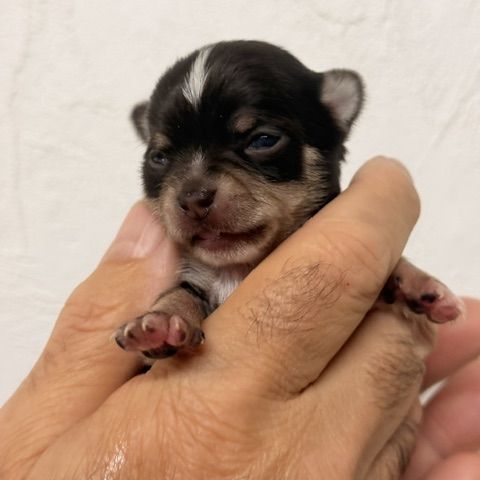 Chihuahua mâle et femelles poil court #4