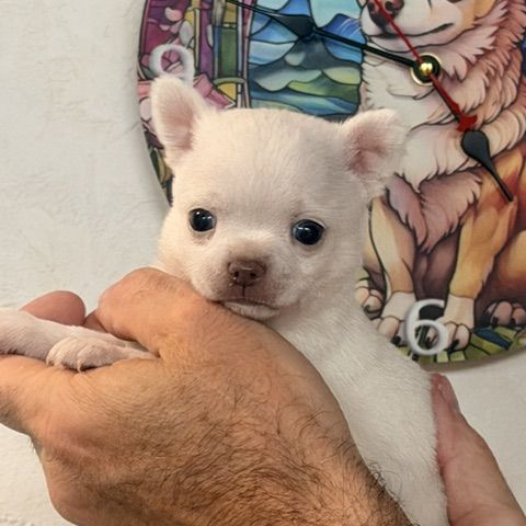 Chihuahua mâle poil court