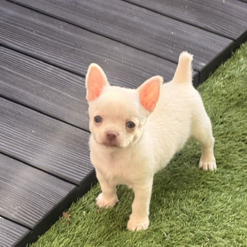 Chihuahua femelles blanc poil court